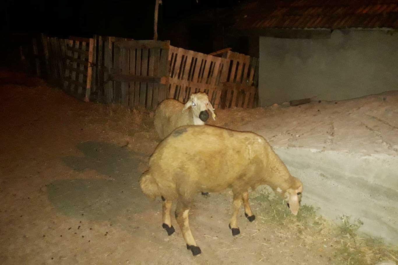 Malatya'da koyunları çalan hırsız yakalandı